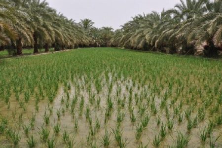 برنج‌کاری الگوی کشاورزی پایدار در دل خشکسالی