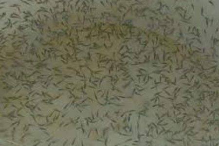 حفظ ذخایر دریا با رهاسازی میگو