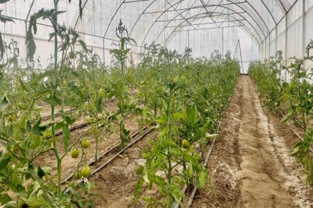 گلخانه‌های خانگی، ستون معیشت پایدار روستاهای مهرستان