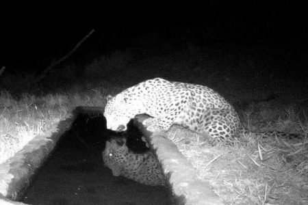 حمله پلنگ، چالش جدی برای دامداران بیرک مهرستان