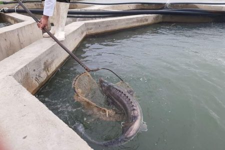 توسعه پرورش ماهیان خاویاری در سیستان‌وبلوچستان