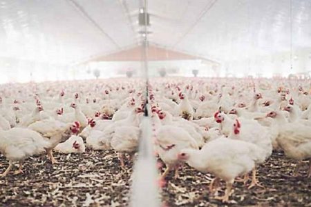 ثبت رکورد جوجه ریزی در سیستان‌وبلوچستان