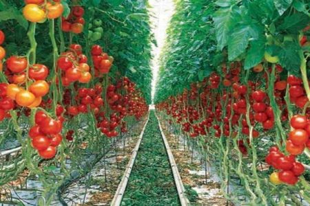 برداشتی که نبض کشاورزی هیرمند را زنده می‌کند