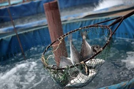 رشد توسعه آبزی پروری در سیستان‌وبلوچستان