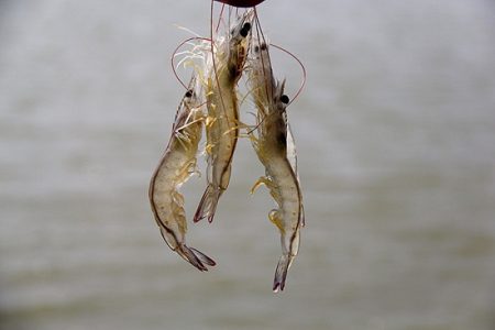 کارخانه خوراک، گمشده صنعت میگوی سیستان‌وبلوچستان