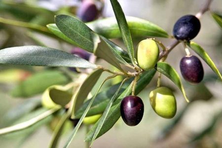 کاشت زیتون، سبزی امید در خاک خشک سیستان