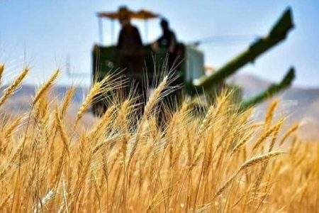 گندم، جو و کلزا نقشه راه امنیت غذایی سیستان‌وبلوچستان