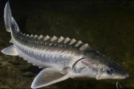 خاویار، موتور محرک توسعه پایدار زهک