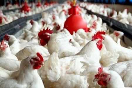 جهش تولید گوشت مرغ در سیستان‌وبلوچستان