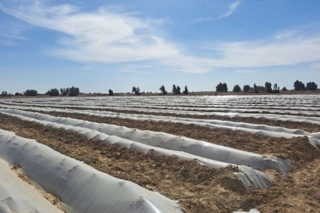 زابل چگونه قطب جالیزی خارج‌فصل ایران شد؟