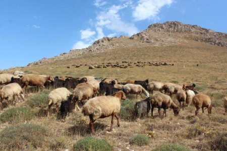 تأیید پرونده‌های خسارت دامداران بیرک در بیمه