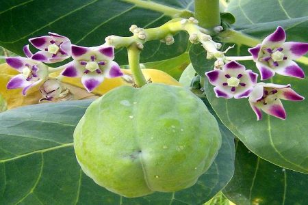 گیاه استبرق، گنج بومی اشتغال جنوب‌شرق ایران