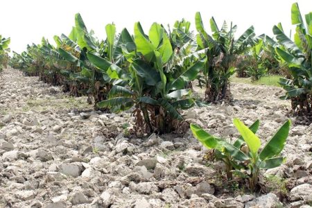 کشت موز نوین؛ امضای تحول کشاورزی بمپور