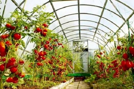 سطح گلخانههای سیستانوبلوچستان به ۸۷۸ هکتار رسید