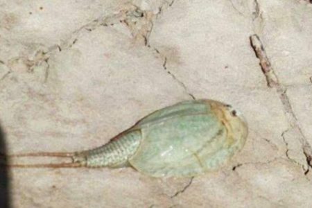 مشاهده فسیل زنده در تالاب بین المللی هامون