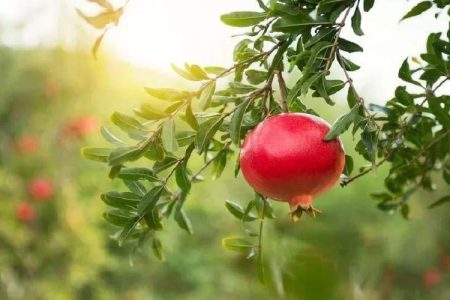 حفظ باغات انار، پیشران پایداری اقتصاد مهرستان