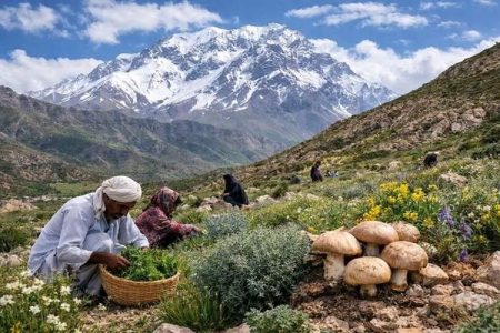 گیاهان دارویی، پیشران جدید اقتصاد کشاورزی تفتان