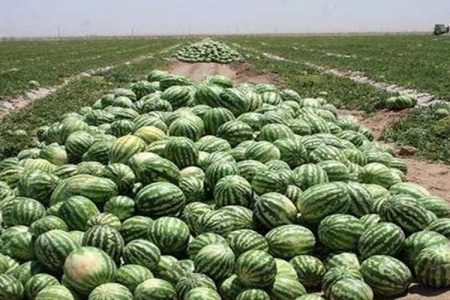 «چیتک»، میوهای سالم در مسیر توسعه کشاورزی