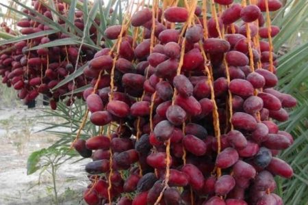 نخلستان‌های سراوان، تپش اقتصاد جنوب‌شرق ایران