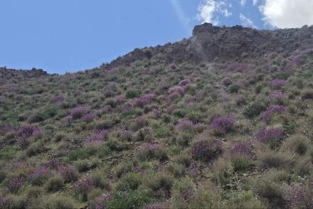 وجود ۱۰ میلیون هکتار مرتع در سیستانوبلوچستان