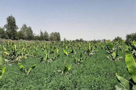 رد پای انشعابات غیرمجاز در باغات موز و خرما
