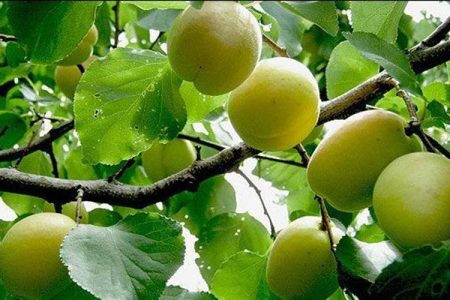 زردآلو؛ طلای زرد باغ‌های سیستان‌وبلوچستان