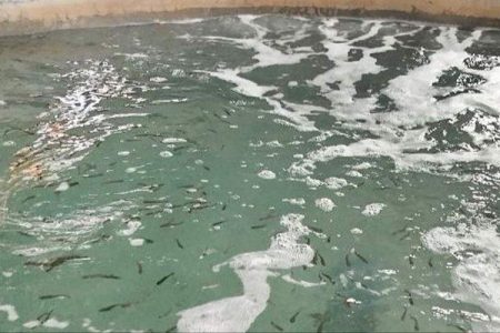 نخستین بچه‌ماهی قزل‌آلا در بنجار رهاسازی شد
