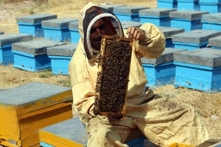 عسل، طلای شیرین دامنه‌های همیشه‌ سبز تفتان