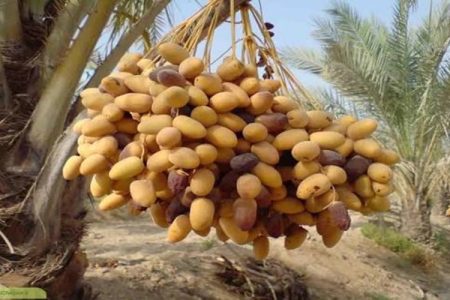واسطه‌ها سهم نخلداران دلگان را کاهش دادند