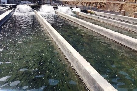 آبزی‌پروری نوین، راهی برای نجات تولید سیستان