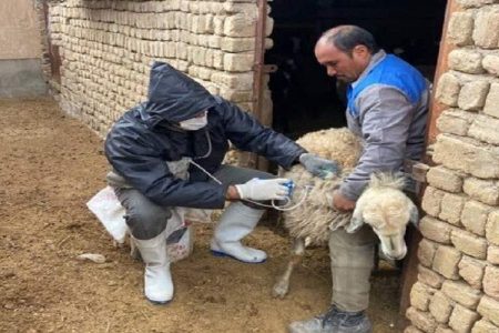 واکسیناسیون ۳۴۷۵ رأس دام علیه طاعون در مهرستان