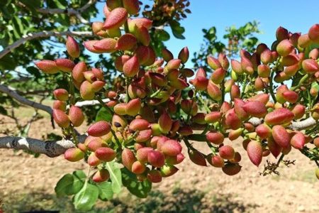 رونق اشتغال و درآمد به برکت پسته گراغه