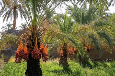 خرمای زاهدان، محصولی با طعم صادرات
