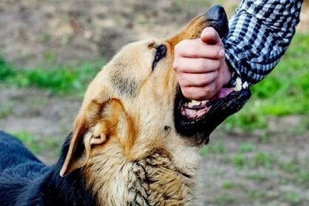 هاری را با کمترین هزینه مهار کنیم