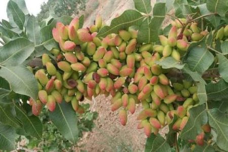 پسته، طلای سبزِ اقتصاد کشاورزی سیستان‌وبلوچستان