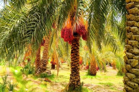 خرمای فنوج، ظرفیت مغفول اقتصاد جنوب سیستان‌وبلوچستان