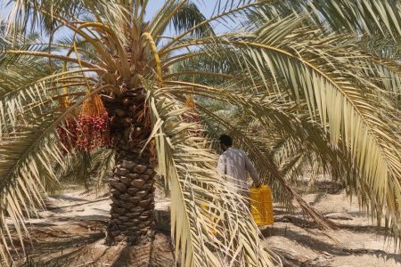 روایت شیرین تلاش نخلداران مهرستان