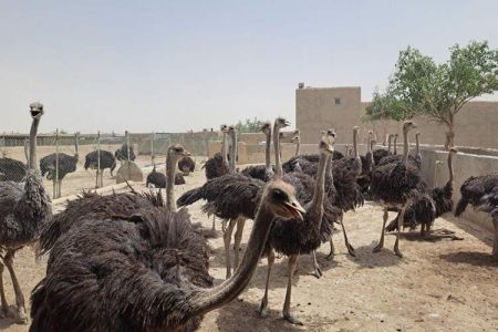 بال‌های شترمرغ بر فراز اقتصاد هیرمند