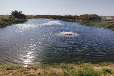 استخرهای خاکی هیرمند میزبان پرورش ماهی قزل‌آلا
