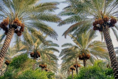 نخلستان‌های خاش، گنجی در انتظار شکوفایی