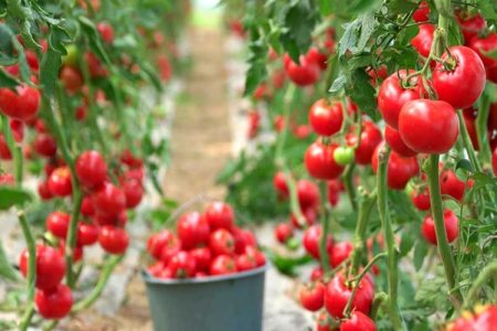 دلگان در مسیر توسعه کشت نوین گوجه‌فرنگی