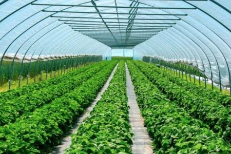 گلخانه‌های هامون بذر کارآفرینی را بارور کردند