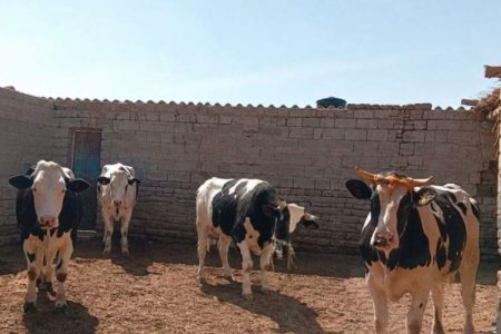چراغ گاوداری‌های نیمروز در طوفان خشکسالی روشن است