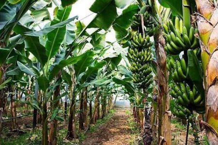 میوه‌های گمشده چابهار در مسیر تولید تا صادرات