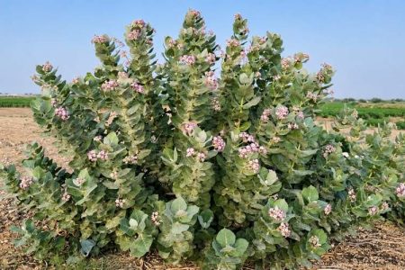 اِستَبرَق، گنجینه بومی سراوان میان طبیعت و صنعت
